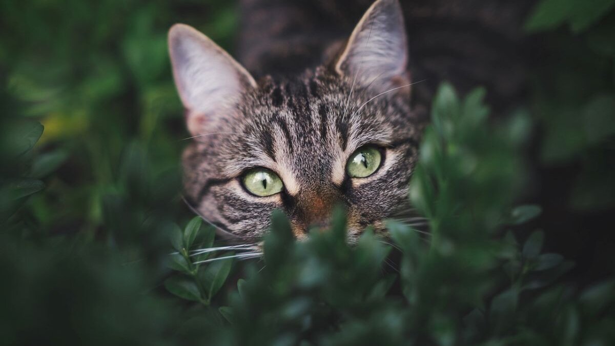Volgens onderzoek blijkt dat verwilderde katten nauwelijks beschermde dieren in Utrecht eten.