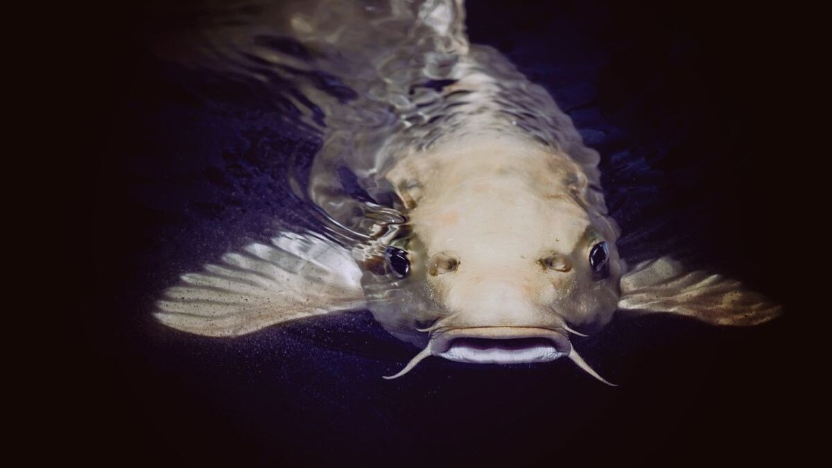 Meervallen worden in sommige delen van de wereld gegeten. Uit onderzoek blijkt dat vissen intense pijn lijden tijdens de slacht.