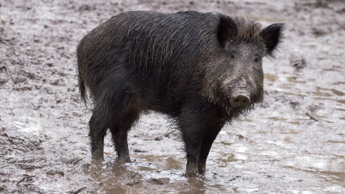 Nederland alert op Afrikaanse varkenspest in Duitsland