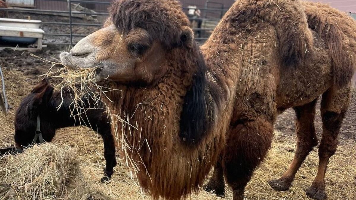 Hooi van House of Animals aangekomen in Oekraïne. Kameel Yasha kan weer hooi eten | Foto: Pegasus