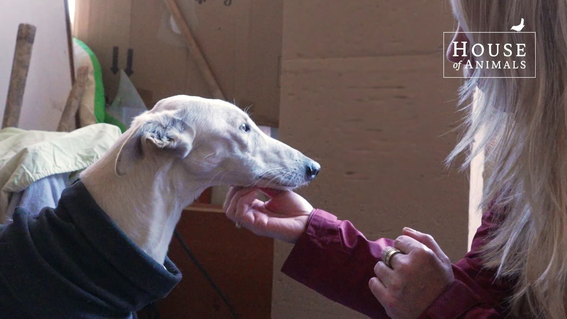 Noodhulp Valencia: herstel muur, hondenverblijven en hooi
