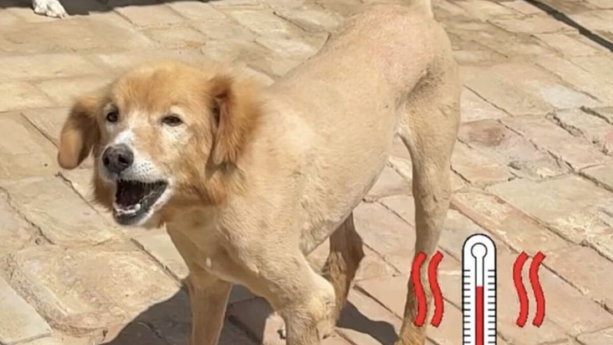 Een hondje bij City of Dogs, die brokjes betaald door House of Animals zal eten.