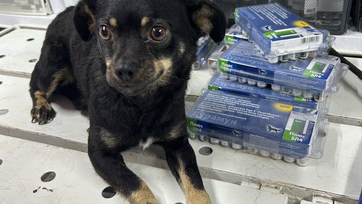 Geredde oorlogsdieren behandeld in Lucy's Emergency Animal Hospital