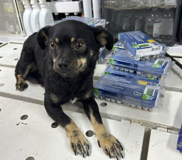 Geredde oorlogsdieren behandeld in Lucy's Emergency Animal Hospital