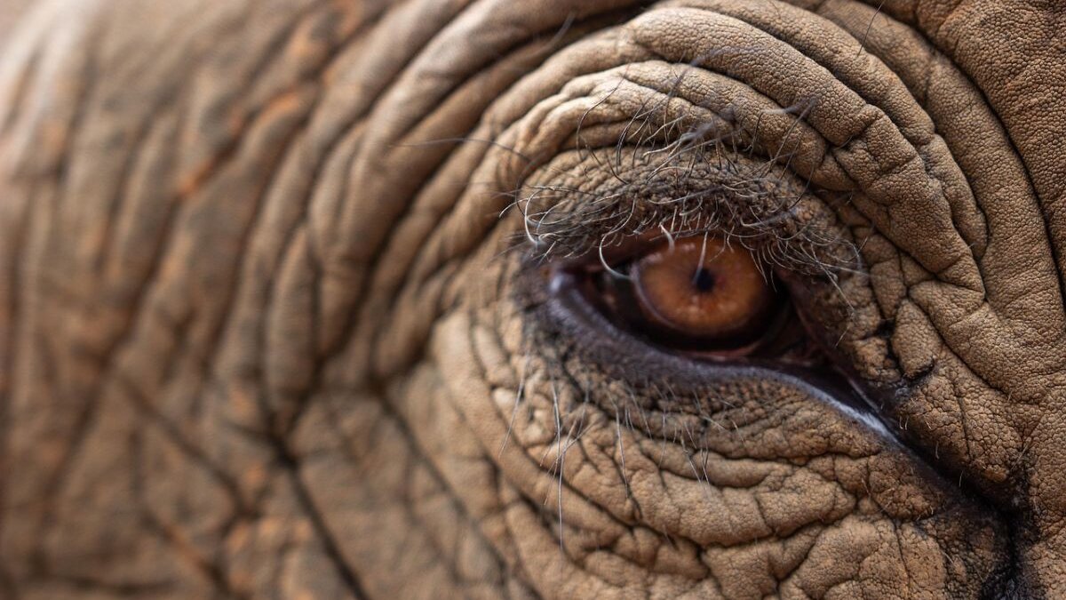 Laatste olifant Argentinië vrij: nieuw leven voor Kenya