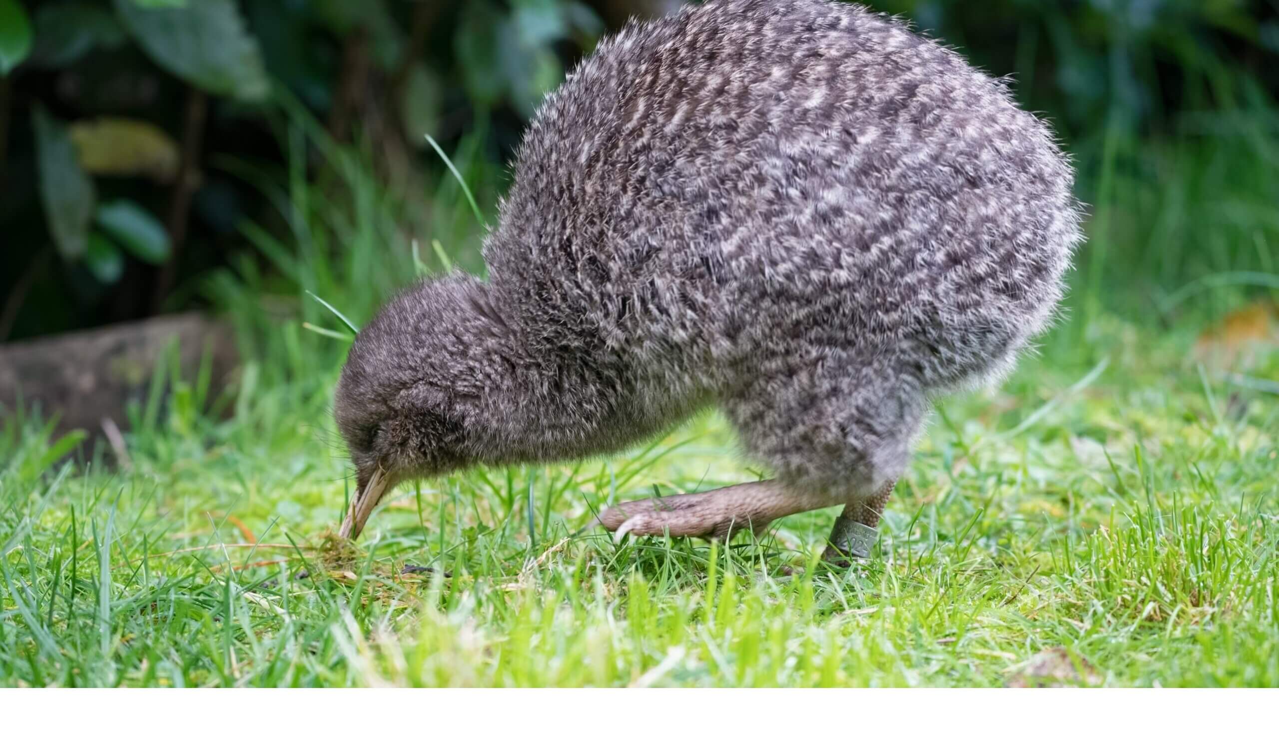 kiwi pukupuku