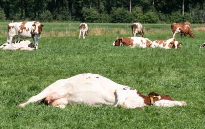 74 procent van de koeien in Overijssel krijgt geen schaduw