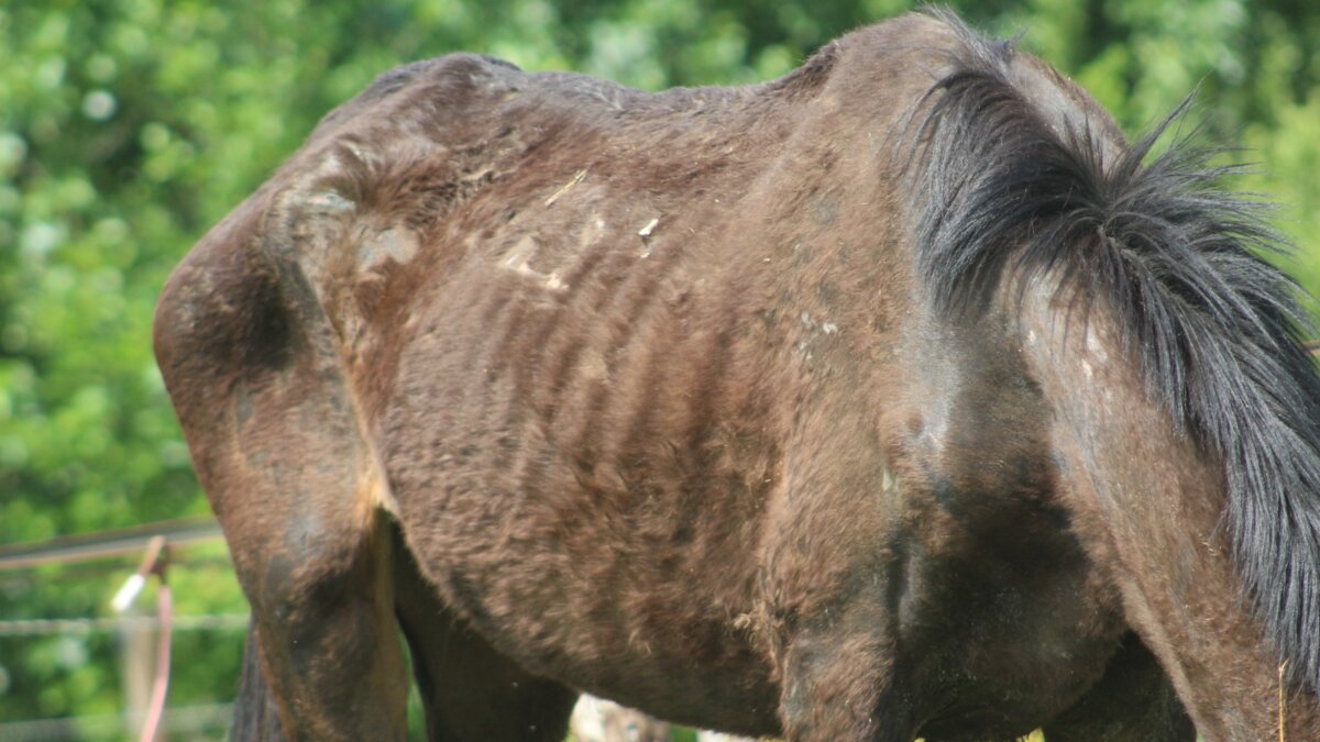 Onder de neus van de toezichthouders
