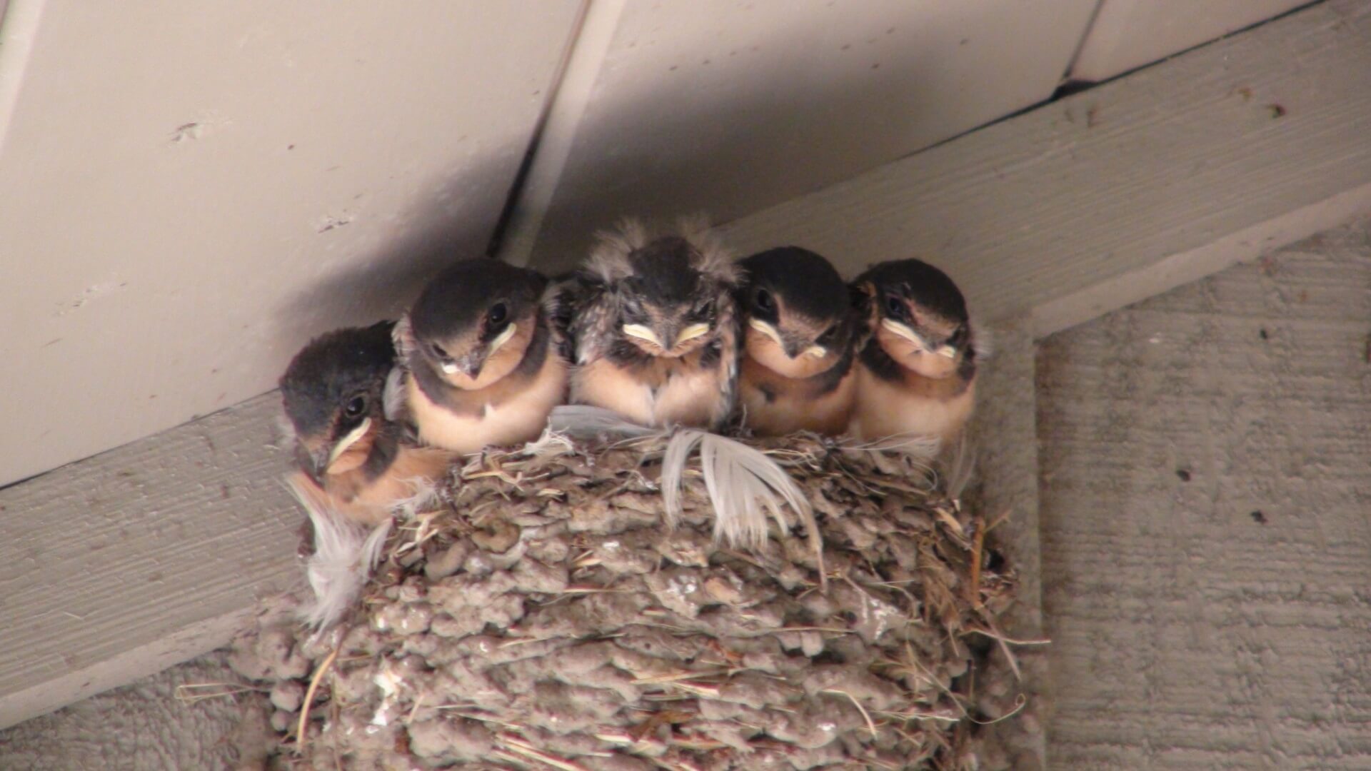 Zwaluwnesten in gevaar door hitte en moddertekort