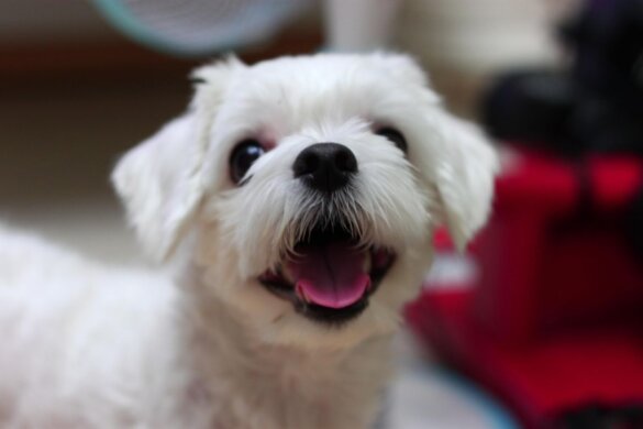 Huisdieren in Colombia voortaan geen onderpand meer!