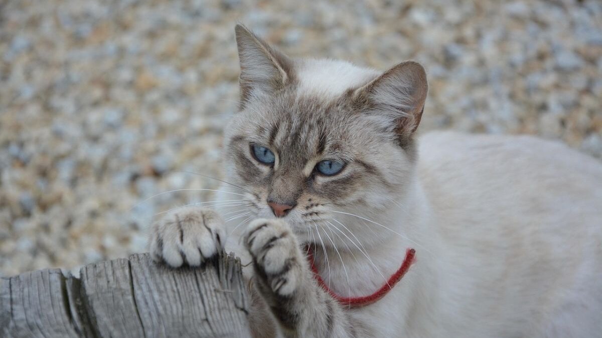 #GNvdD: Rhode Island verbiedt ontklauwen van katten