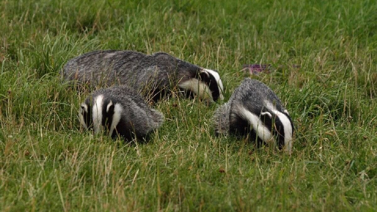 Dassenbrug in aanbouw in Cornwall (VK)