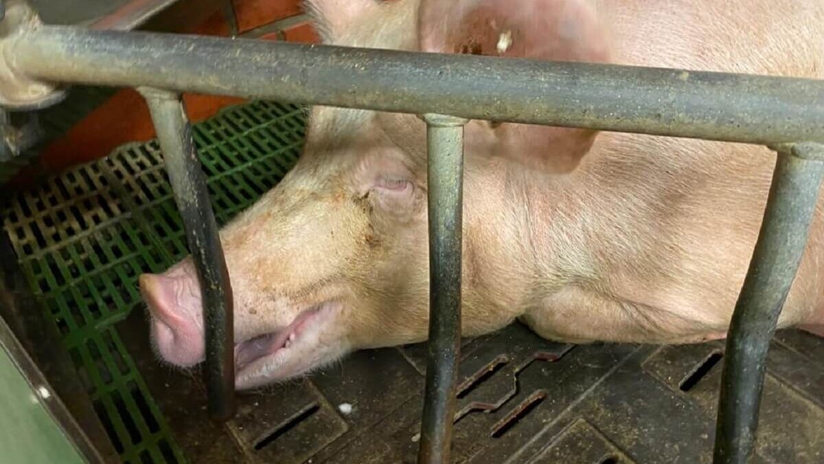 varken in kooi