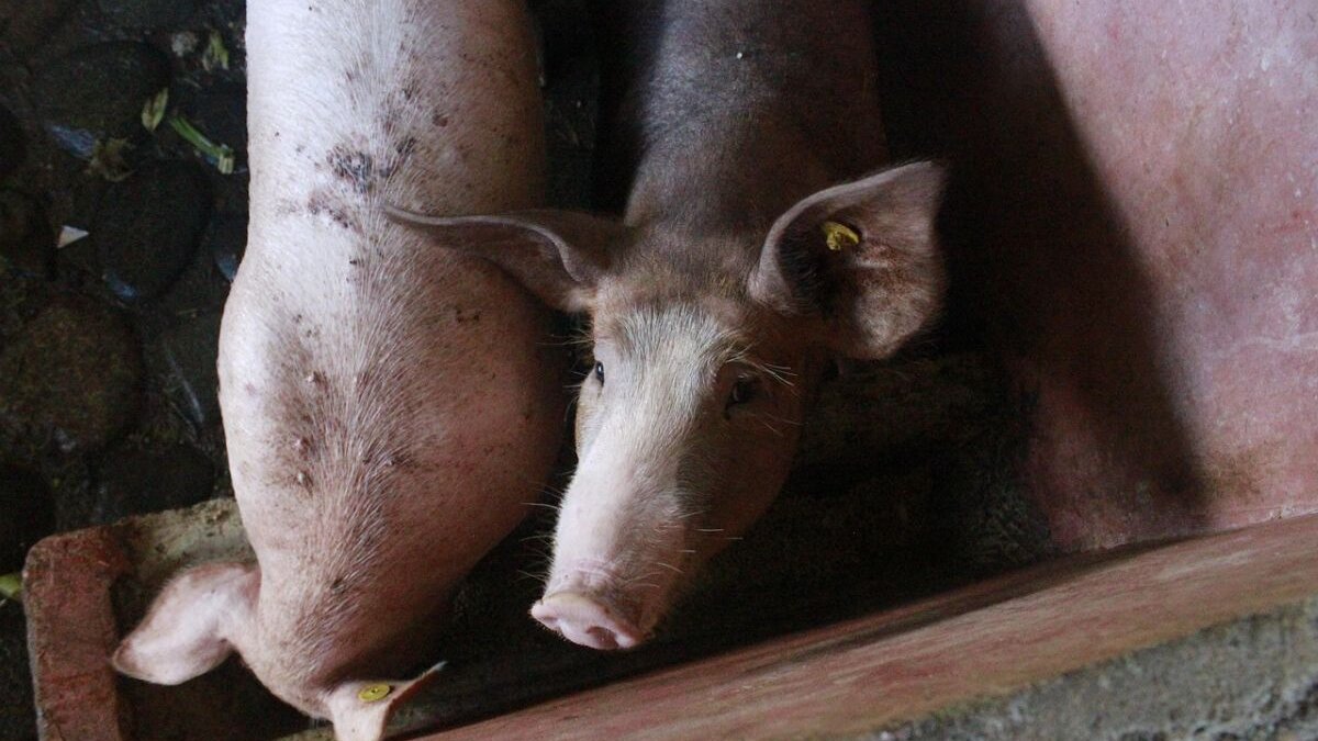 Spaanse hof: vervuiling veehouderij schendt mensenrechten