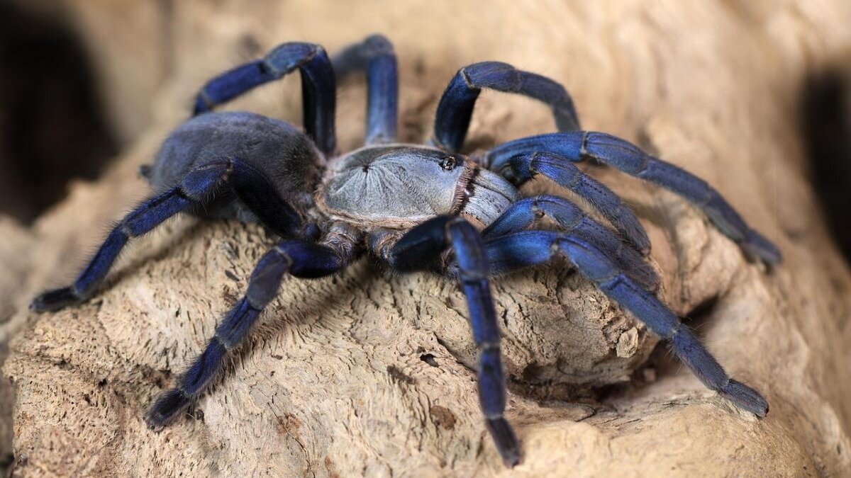 De blauwe tarantula komt in Vietnam voor. De Duitse douane vond 1500 Vietnamese vogelspinnen in een koffer.