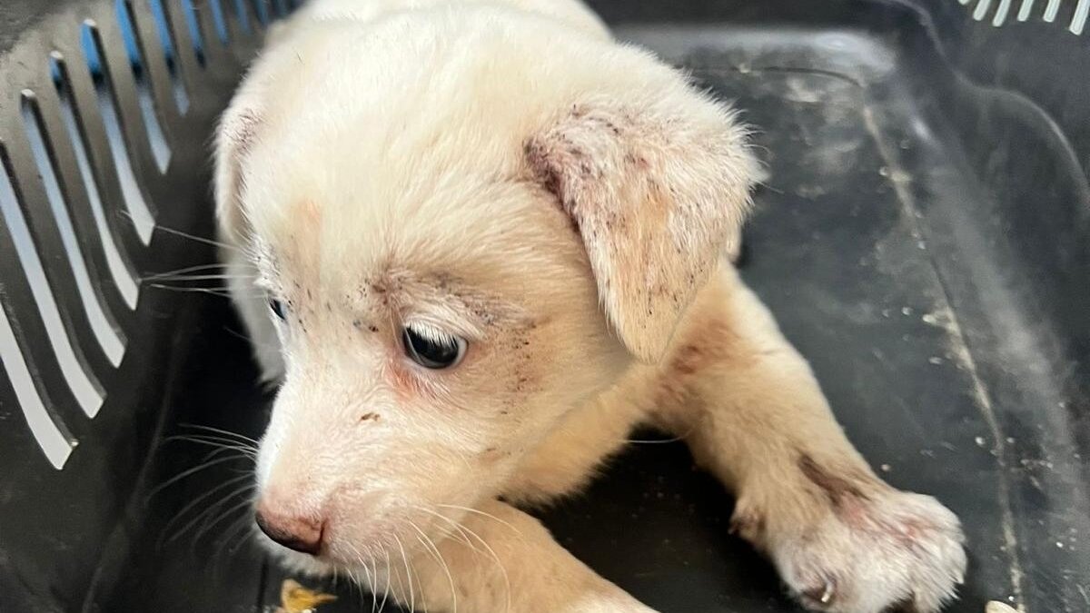 Deze puppy is gered van de vuurzee in Turkije. Er worden nu veel gewonde dieren opgevangen en verzorgd.