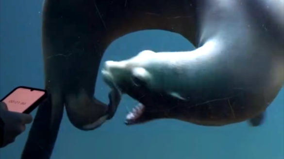 Drie Californische zeeleeuwen in Artis vertonen zorgwekkend stereotiep gedrag