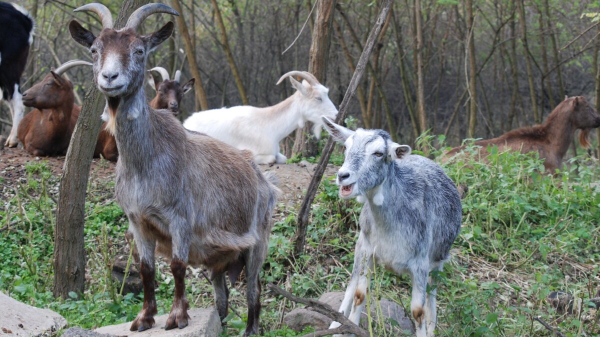 Het college van B&W in Katwijk voert een wanbeleid met betrekking tot de dood van 7 geiten in het Panbos