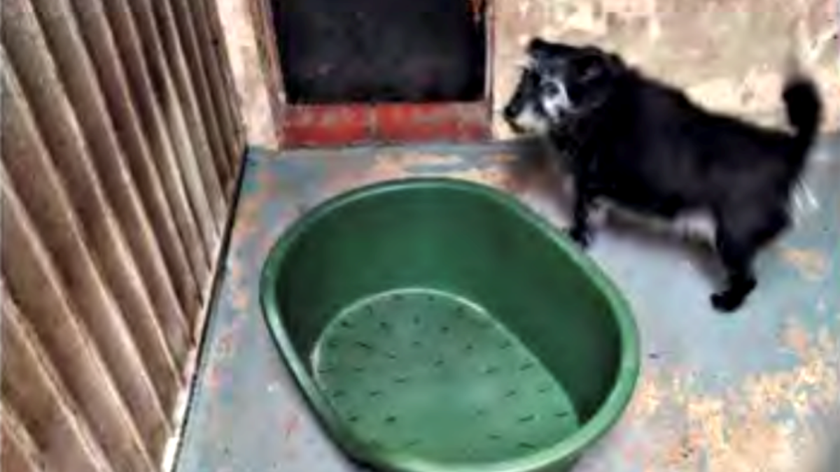 Geen vakantie voor honden in dierenpension D'Aanloop