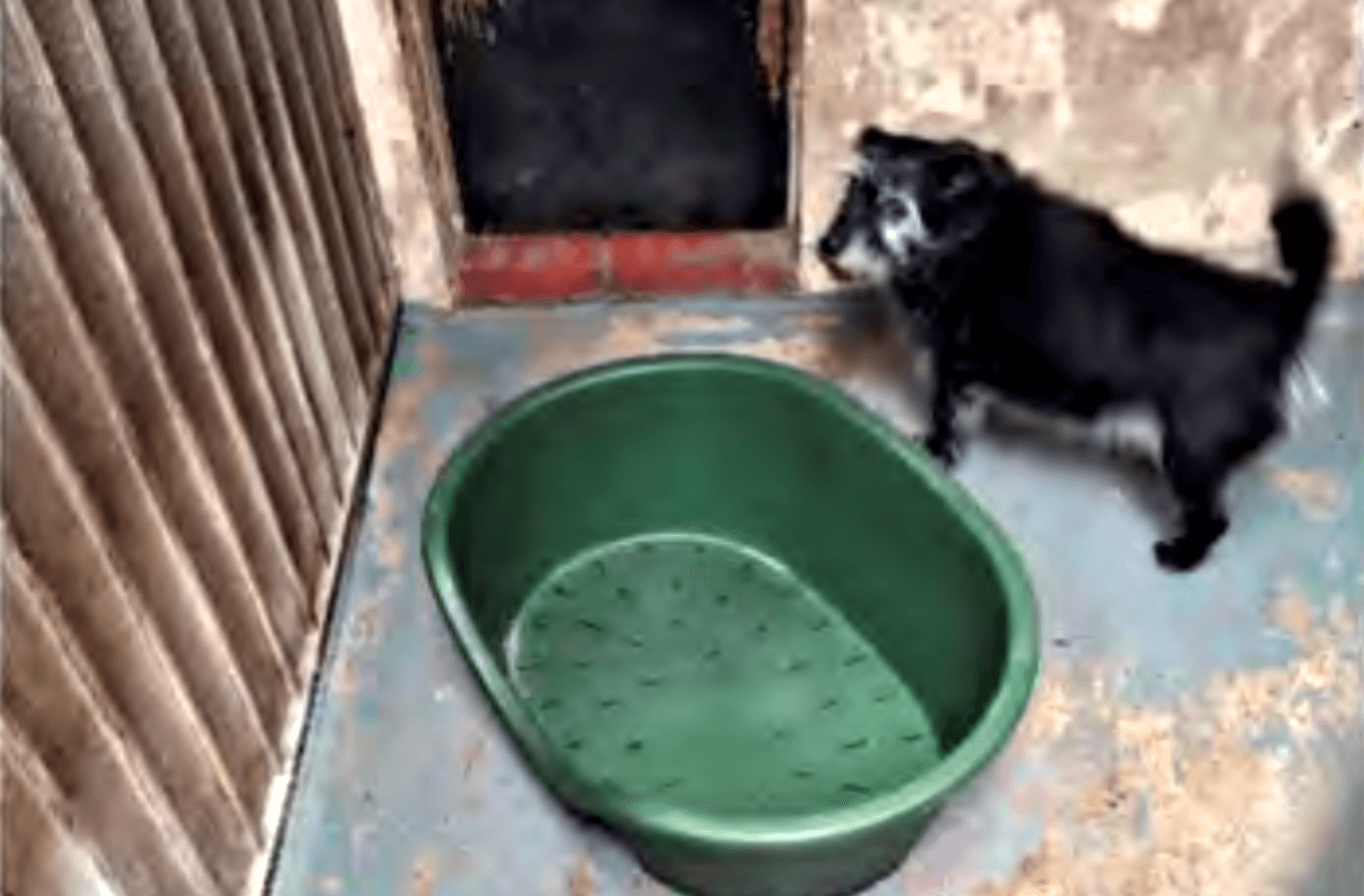 Geen vakantie voor honden in dierenpension D'Aanloop