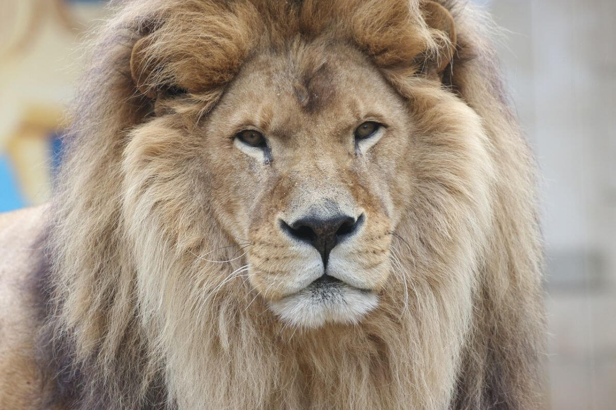 Blondie (foto ter illustratie) werd vermoord door een troffeejager.