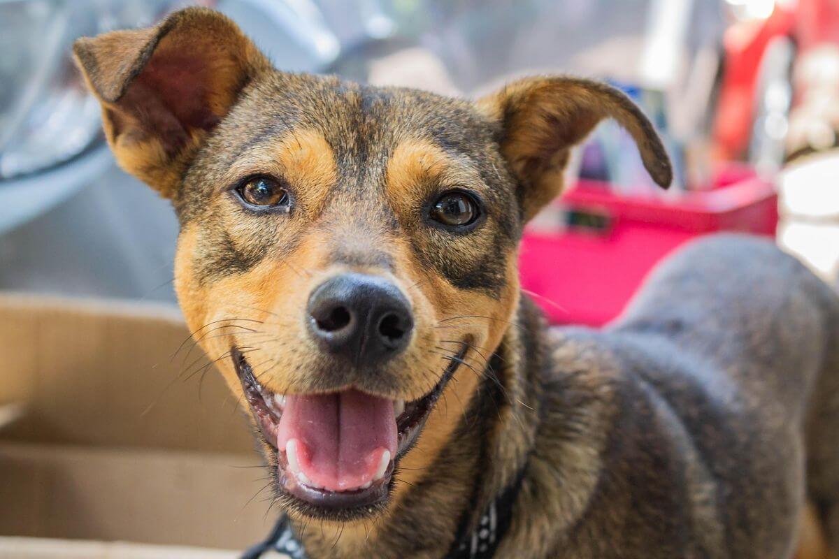 Colombiaanse school redt minstens 580 straathonden