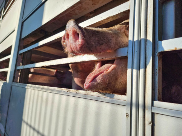 Creperende varkens voor het slachthuis tijdens hittegolf 2025