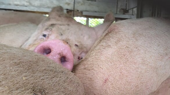 Creperende varkens voor het slachthuis tijdens hittegolf 2025