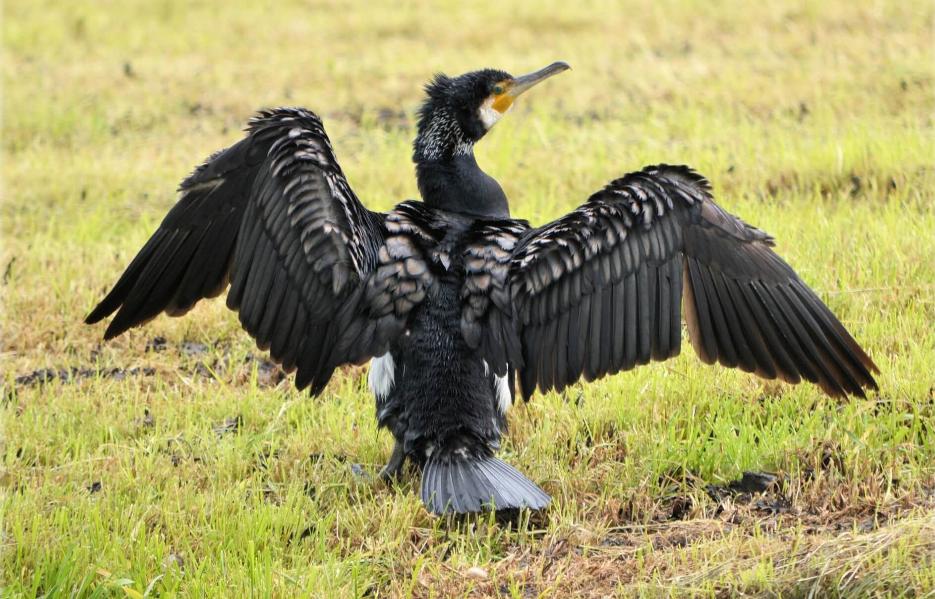 drogende aalscholver