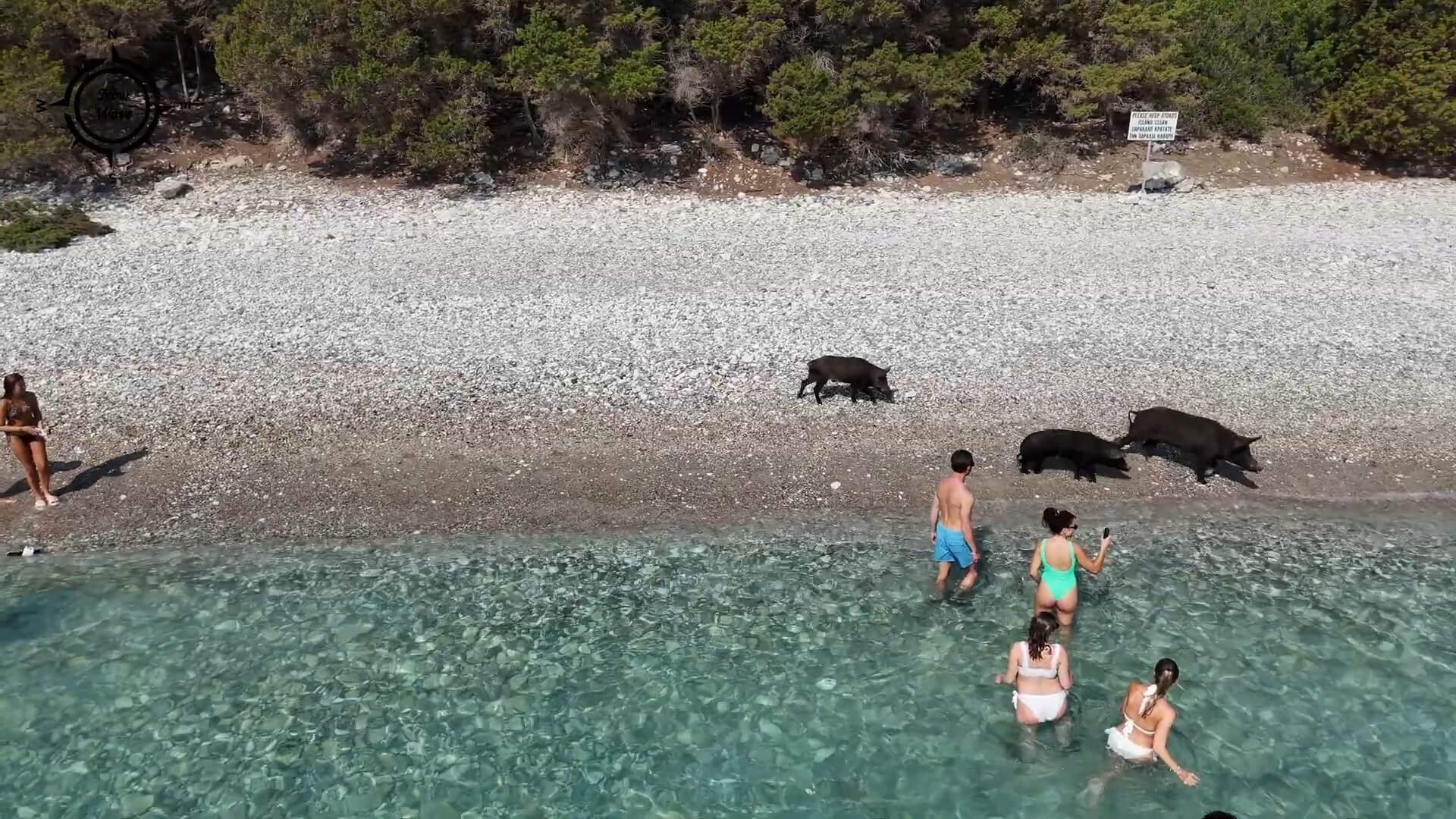 Griekse strandvarkens