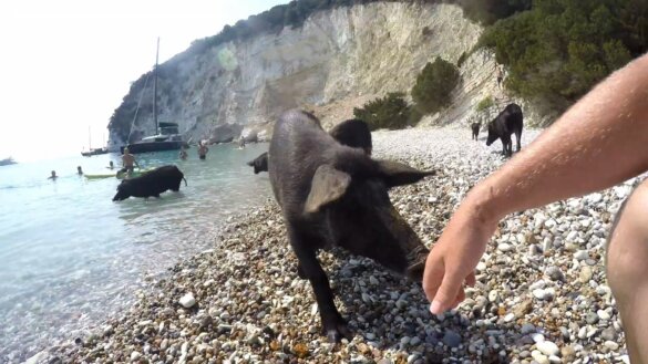 Griekse strandvarkens als toeristische attractie