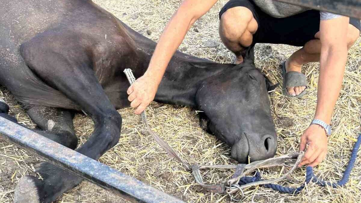Een paard viel om omdat het niet de juiste voeding krijgt in Oekraïne.