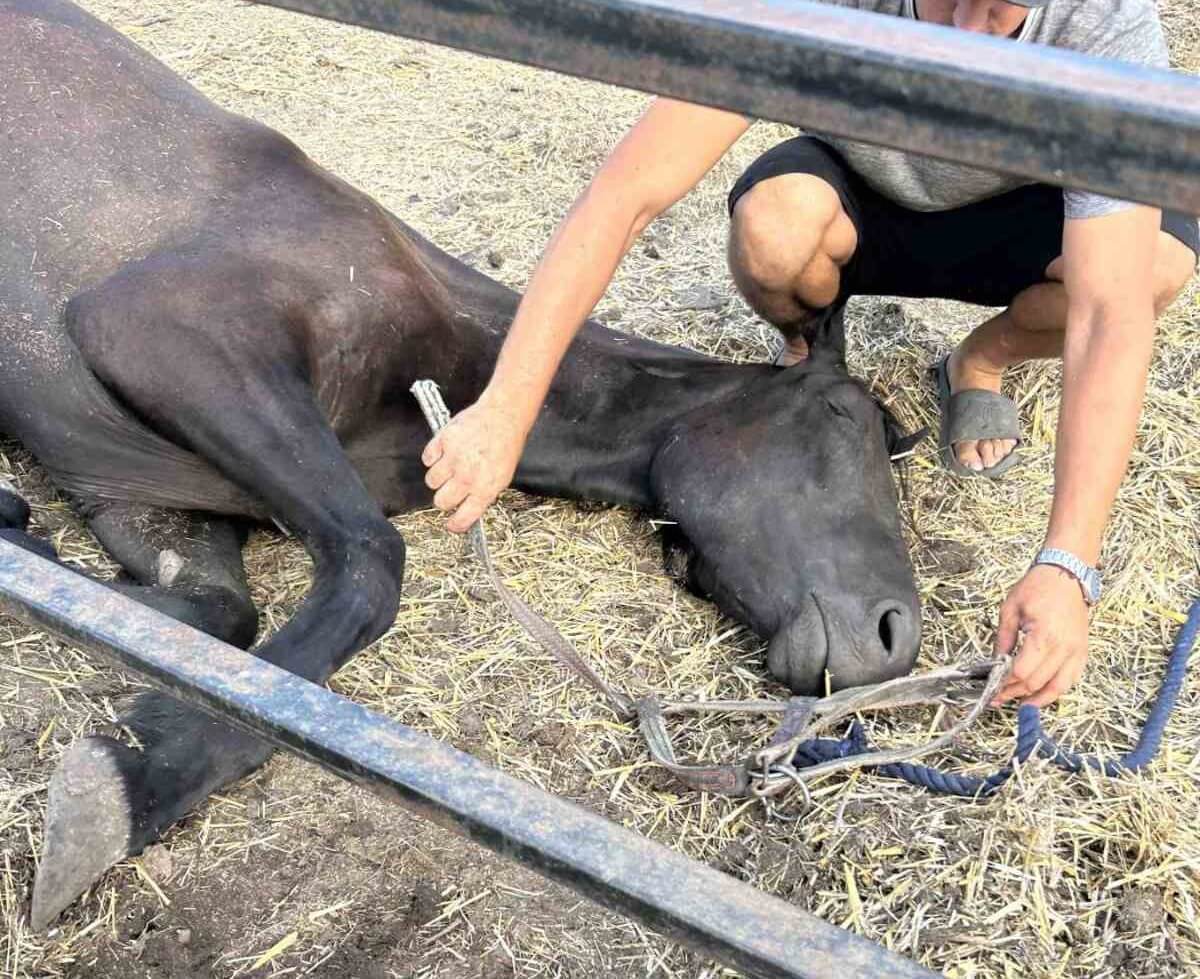 Een paard viel om omdat het niet de juiste voeding krijgt in Oekraïne. Hooi is dringend nodig.