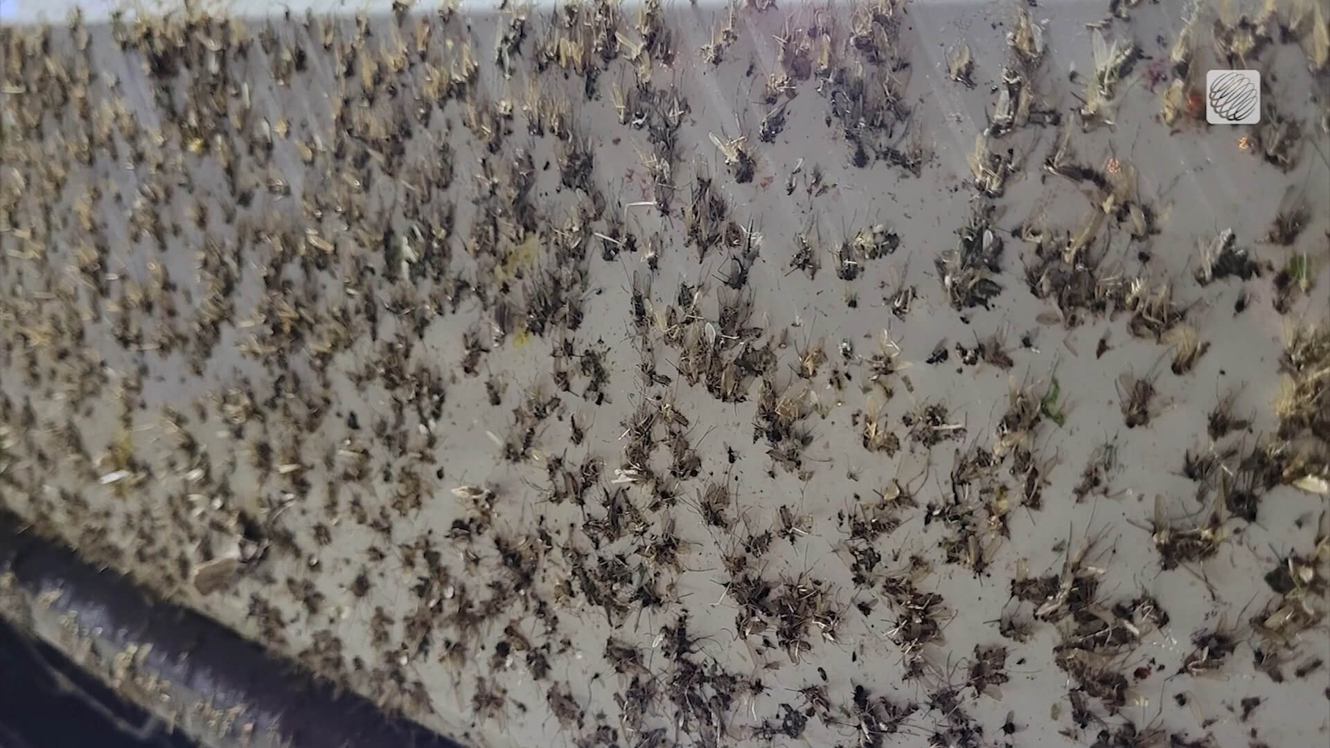 Alle bee(s)tjes helpen, minder een beetje vaart