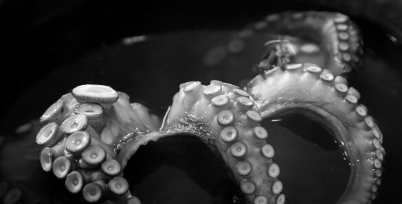 New York wil einde aan Japanse wrede visbereiding