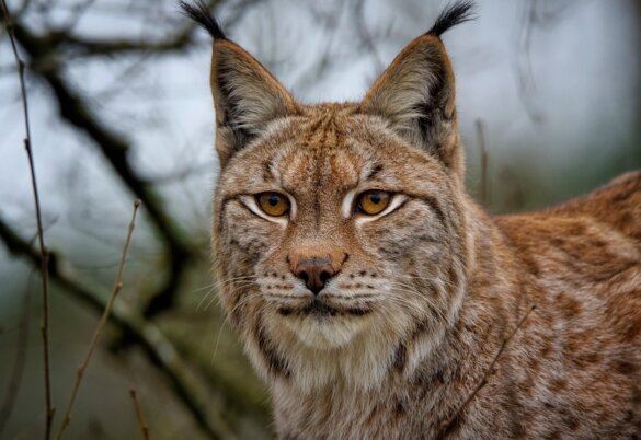 lynx