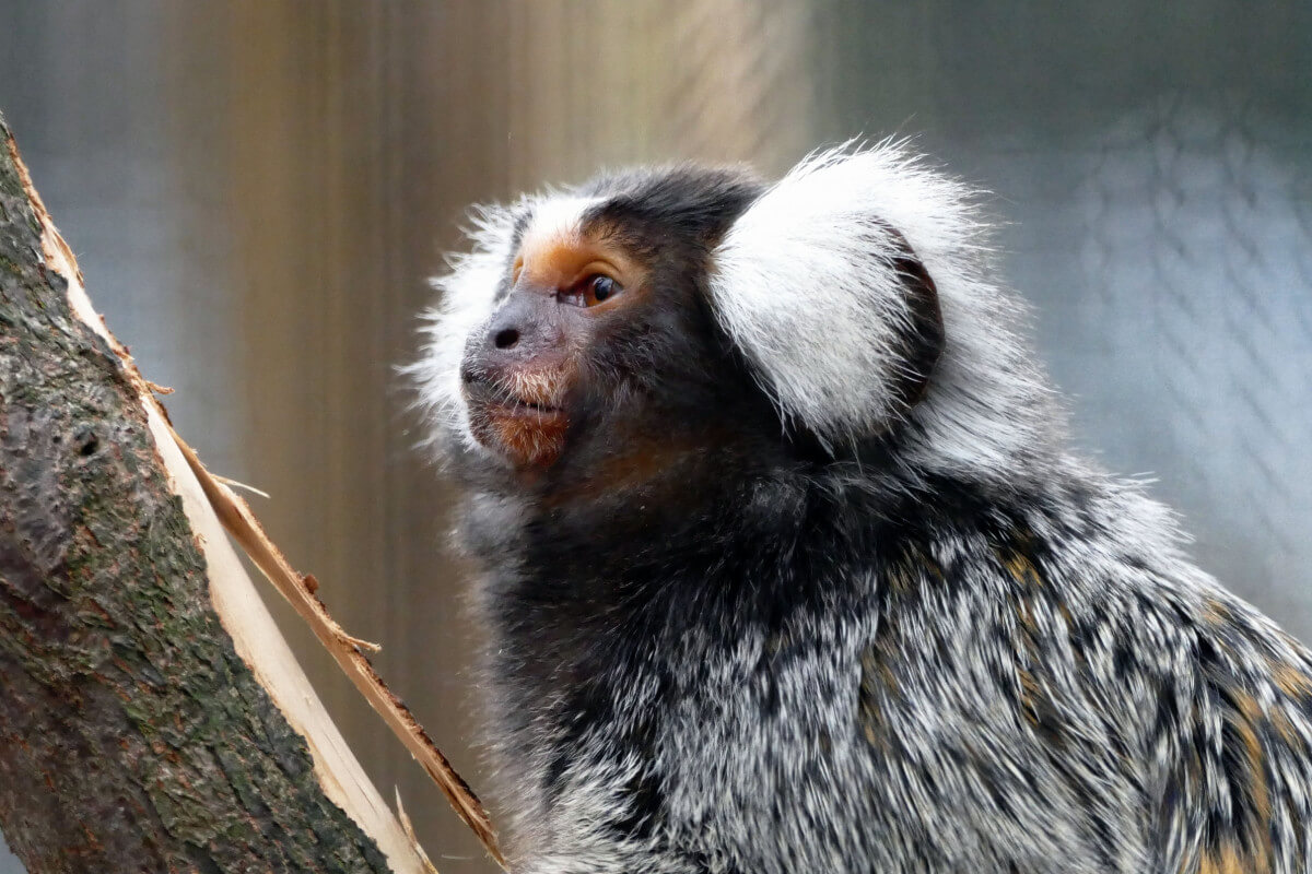 Marmoset in gevangenschap