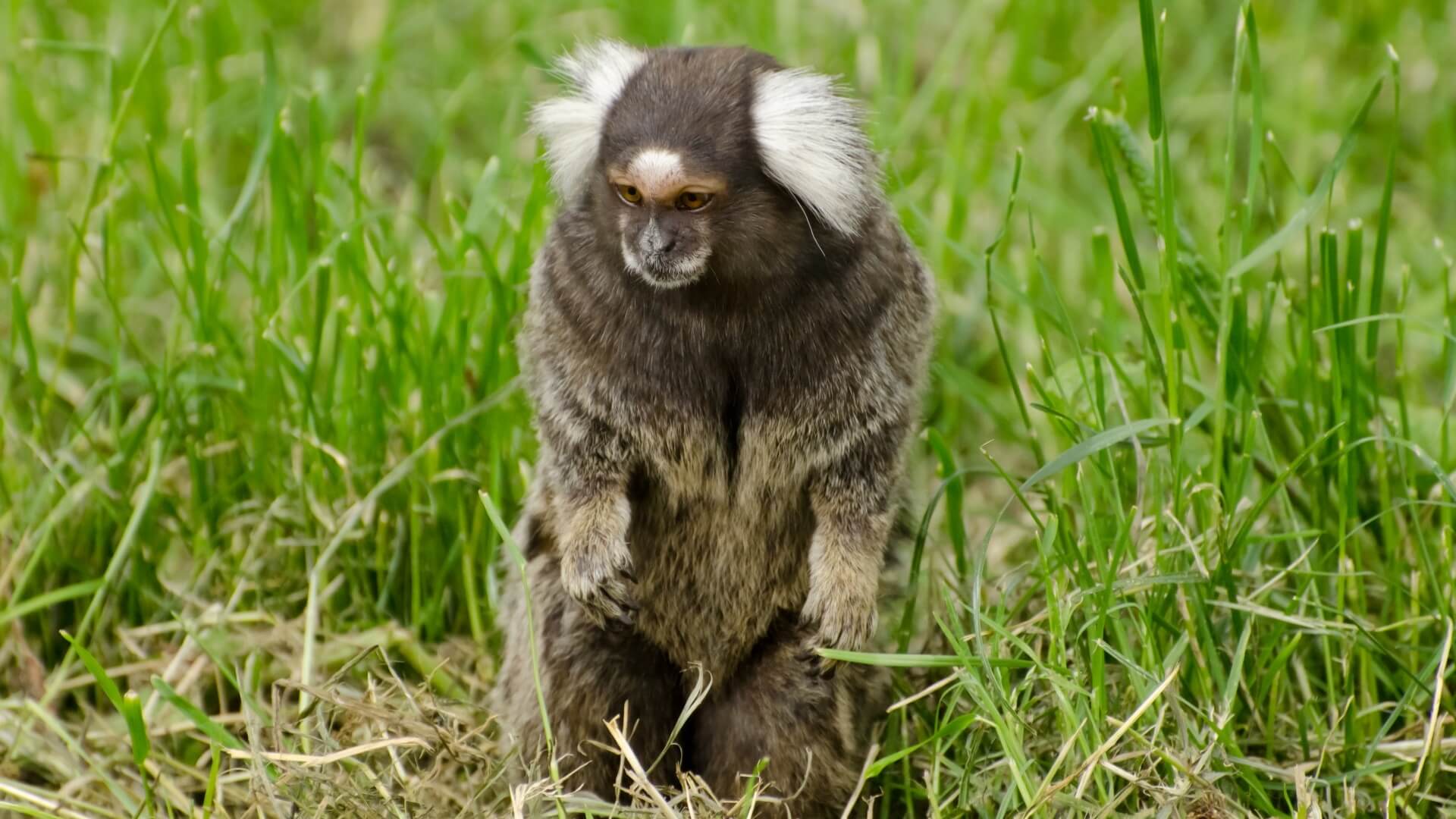 marmoset