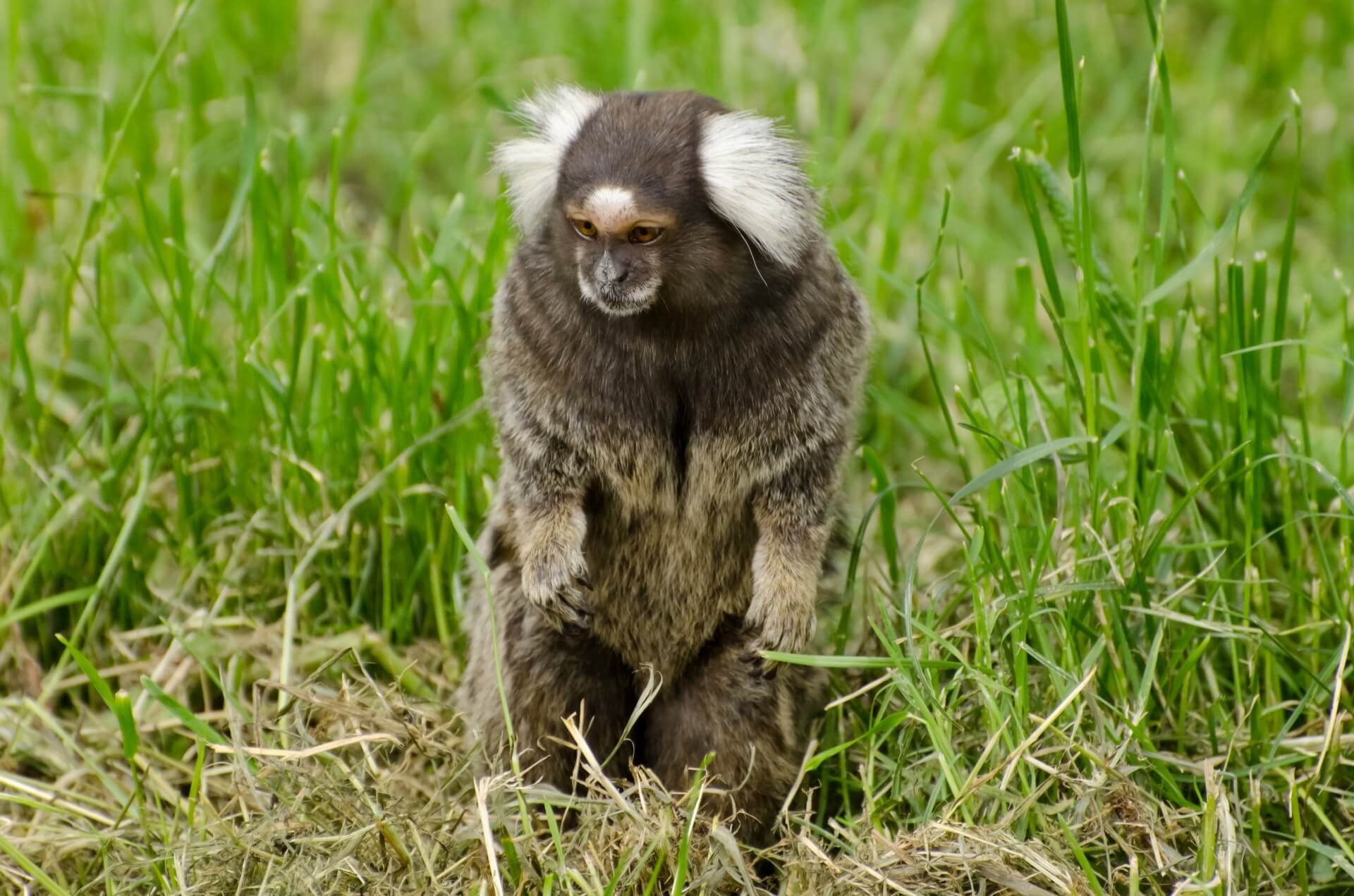 marmoset
