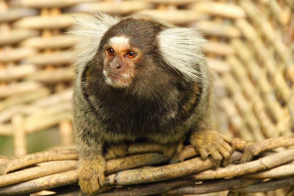 marmoset