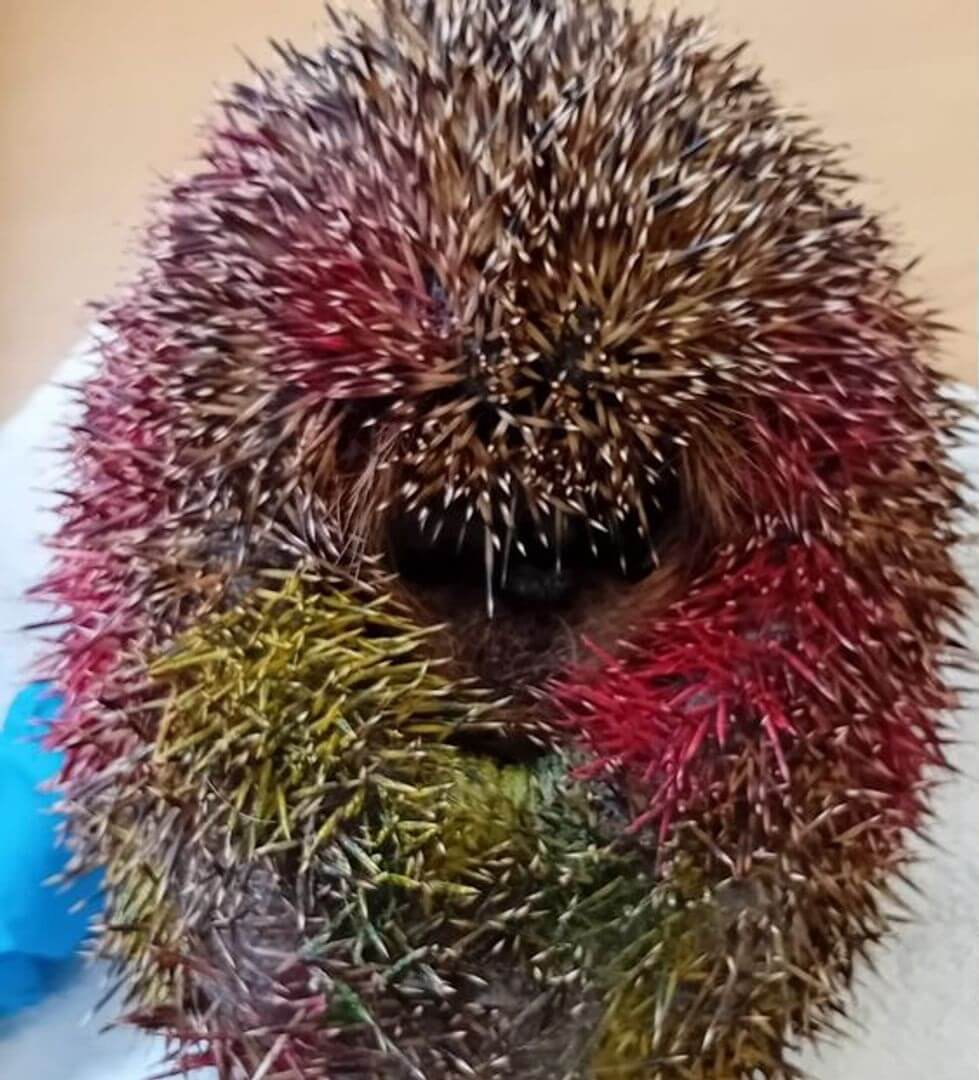 Egel besmeurd met graffiti in Zeist