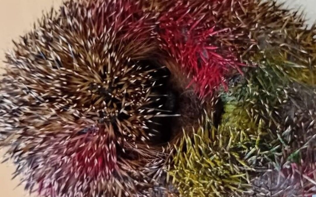 Egel besmeurd met graffiti in Zeist