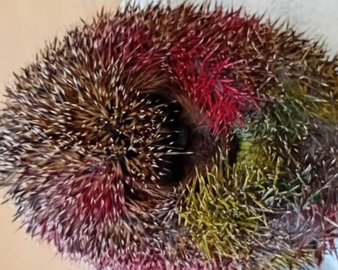 Egel besmeurd met graffiti in Zeist