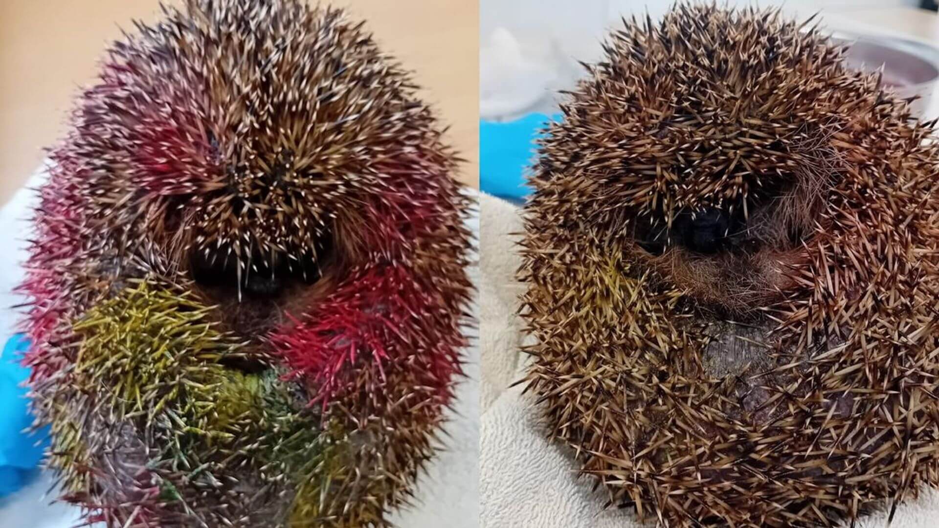 Egel besmeurd met graffiti in Zeist