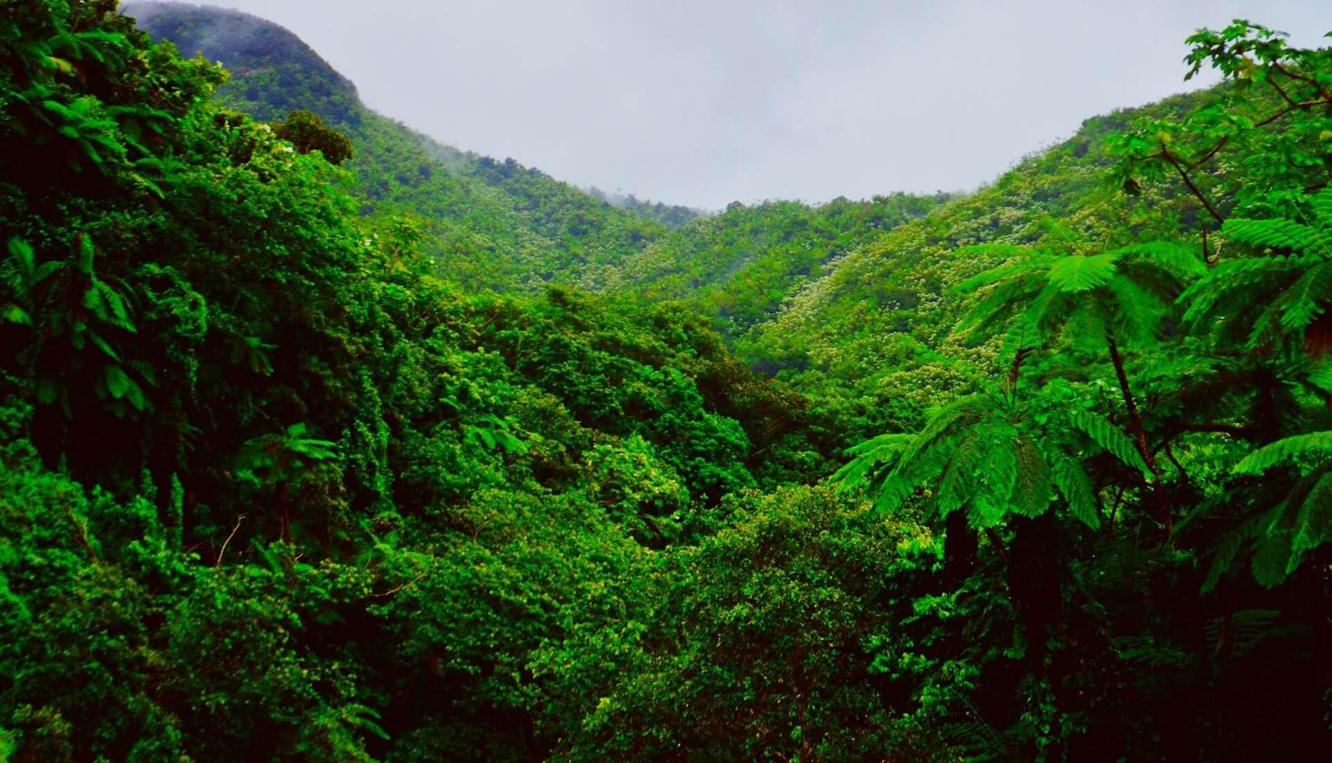 Ongerept regenwoud in Puerto Rico