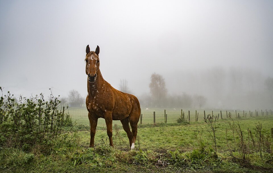 Paarden zijn vluchtdieren