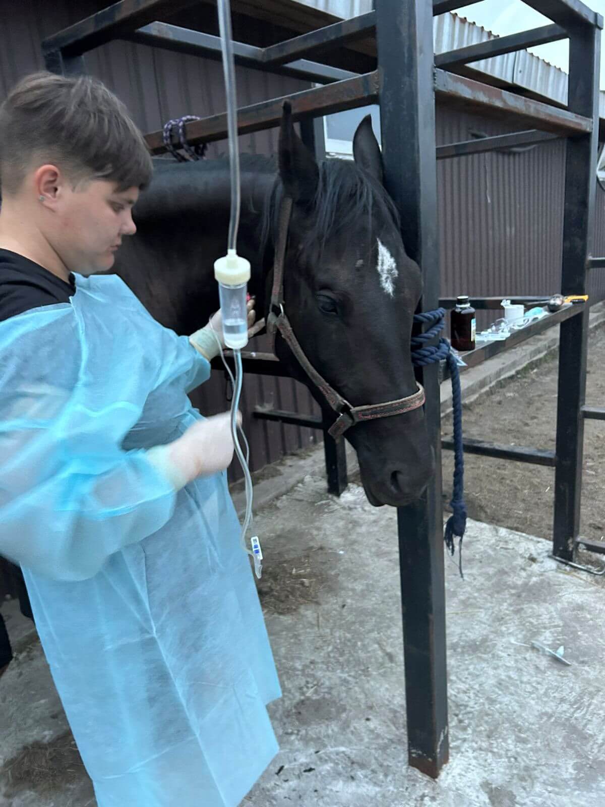 Pegasus zet alles op alles om de paarden te laten herstellen