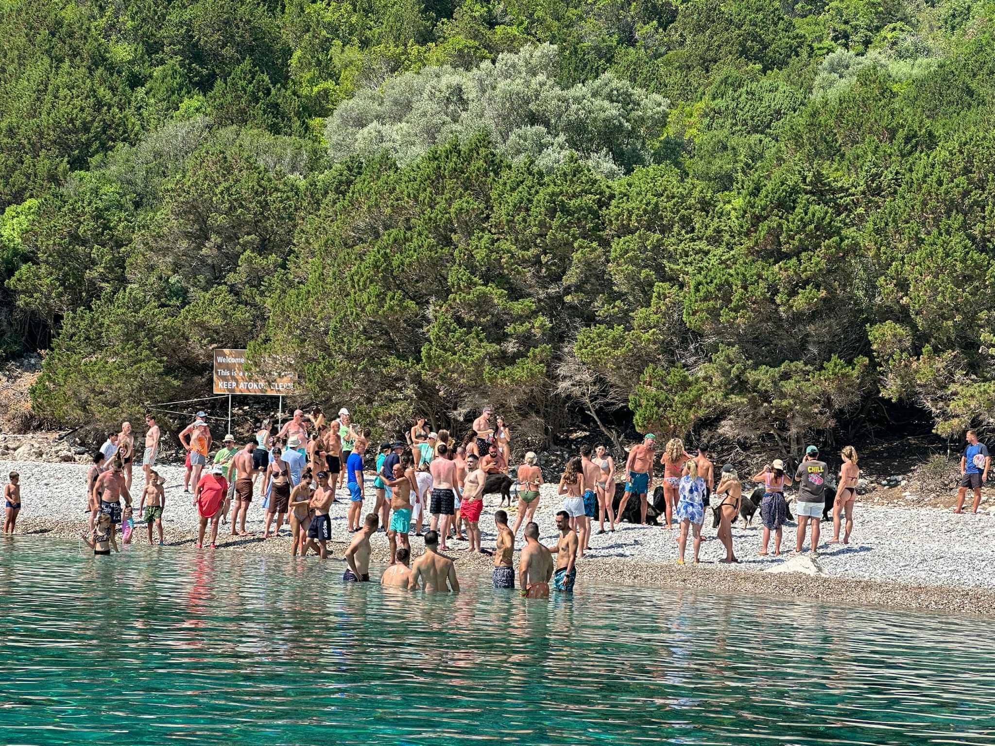 Griekse strandvarkens als toeristische attractie