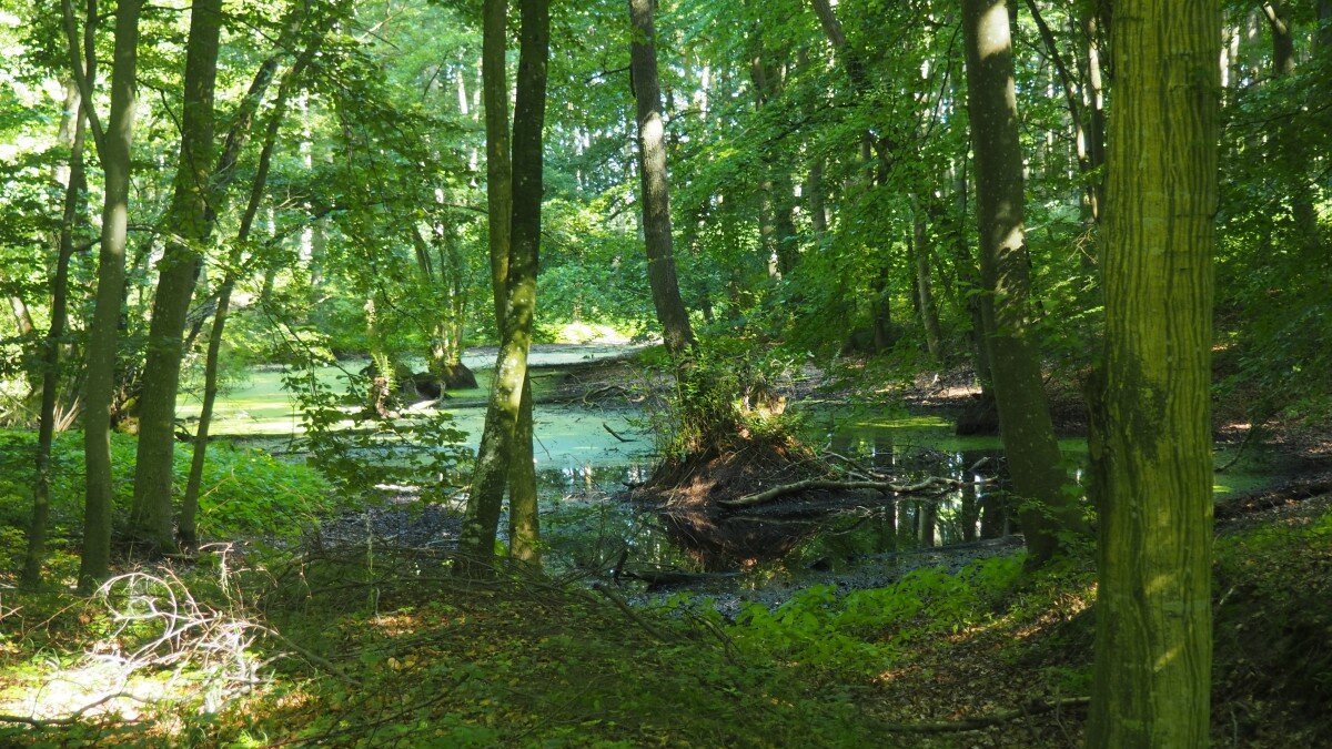 Veluwe Natura 2000-gebied voor de wolf