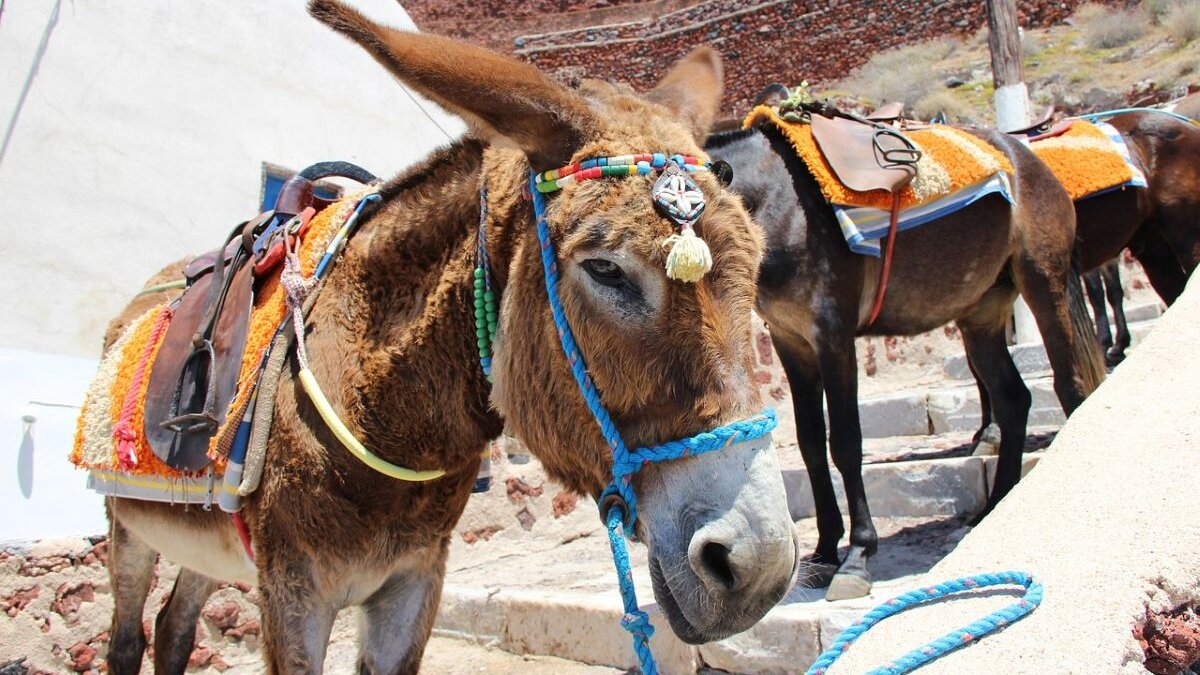 Twee werkende ezels in Santorini, Griekenland. Het land laat het toe dat ezels in extreme hitte ingezet kunnen worden als lastdier.